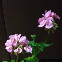 ゼラニウムカリオペ2種【レッド・ソフトコーラル】夏枯れの庭をカバーし長期間咲き続ける 2枚目の画像