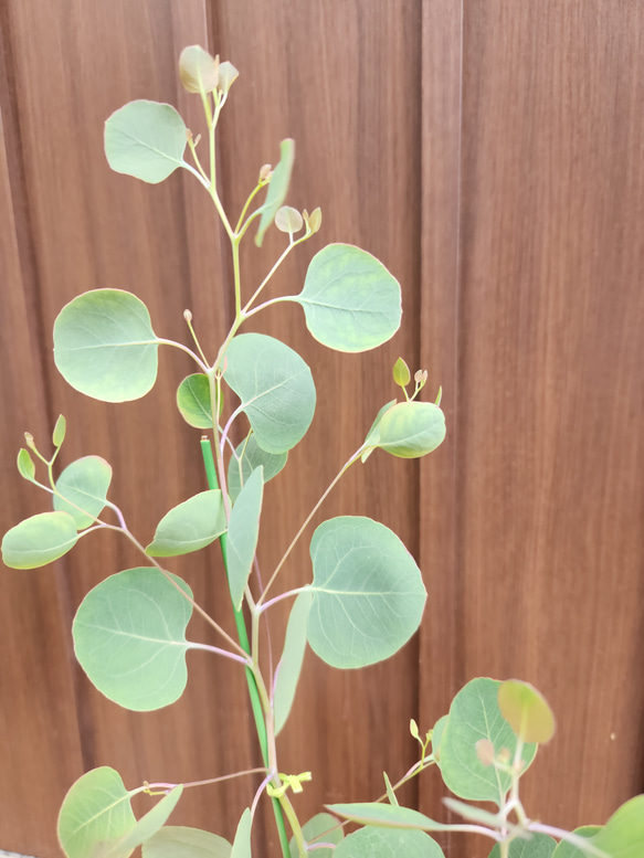 まん丸葉が可愛い❤️ユーカリ　ポポラス　レンガ風石膏鉢植え　観葉植物　　シンボルツリー 2枚目の画像