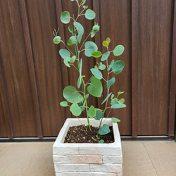 まん丸葉が可愛い❤️ユーカリ　ポポラス　レンガ風石膏鉢植え　観葉植物　　シンボルツリー 1枚目の画像