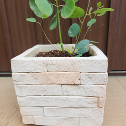 まん丸葉が可愛い❤️ユーカリ　ポポラス　レンガ風石膏鉢植え　観葉植物　　シンボルツリー 3枚目の画像