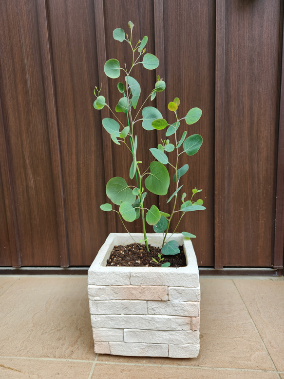 まん丸葉が可愛い❤️ユーカリ　ポポラス　レンガ風石膏鉢植え　観葉植物　　シンボルツリー 5枚目の画像