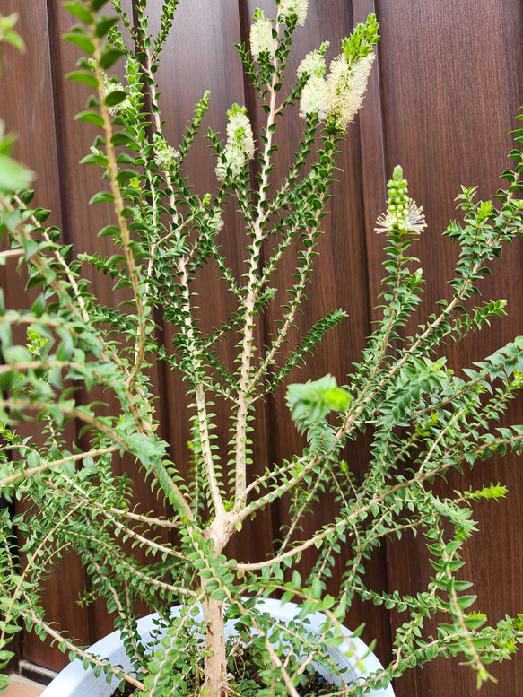 大株　メラレウカ　ヒューゲリ　鉢植え　苗　個性的　シンボルツリー芳香木　苗　庭木　シンボルツリーに♪ 4枚目の画像