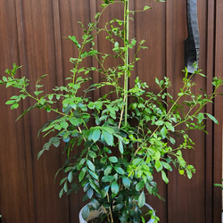 シルクジャスミン　ゲッキツ　テラコッタ鉢植え　苗　シンボルツリー 8枚目の画像