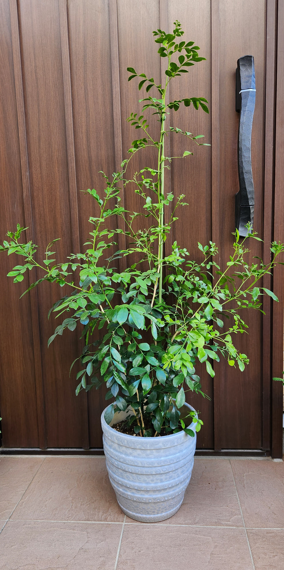 シルクジャスミン　ゲッキツ　テラコッタ鉢植え　苗　シンボルツリー 8枚目の画像