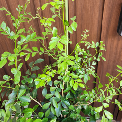 シルクジャスミン　ゲッキツ　テラコッタ鉢植え　苗　シンボルツリー 3枚目の画像