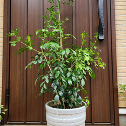 シルクジャスミン　ゲッキツ　テラコッタ鉢植え　苗　シンボルツリー 1枚目の画像