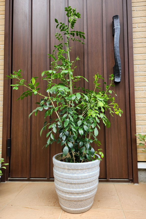シルクジャスミン　ゲッキツ　テラコッタ鉢植え　苗　シンボルツリー 1枚目の画像