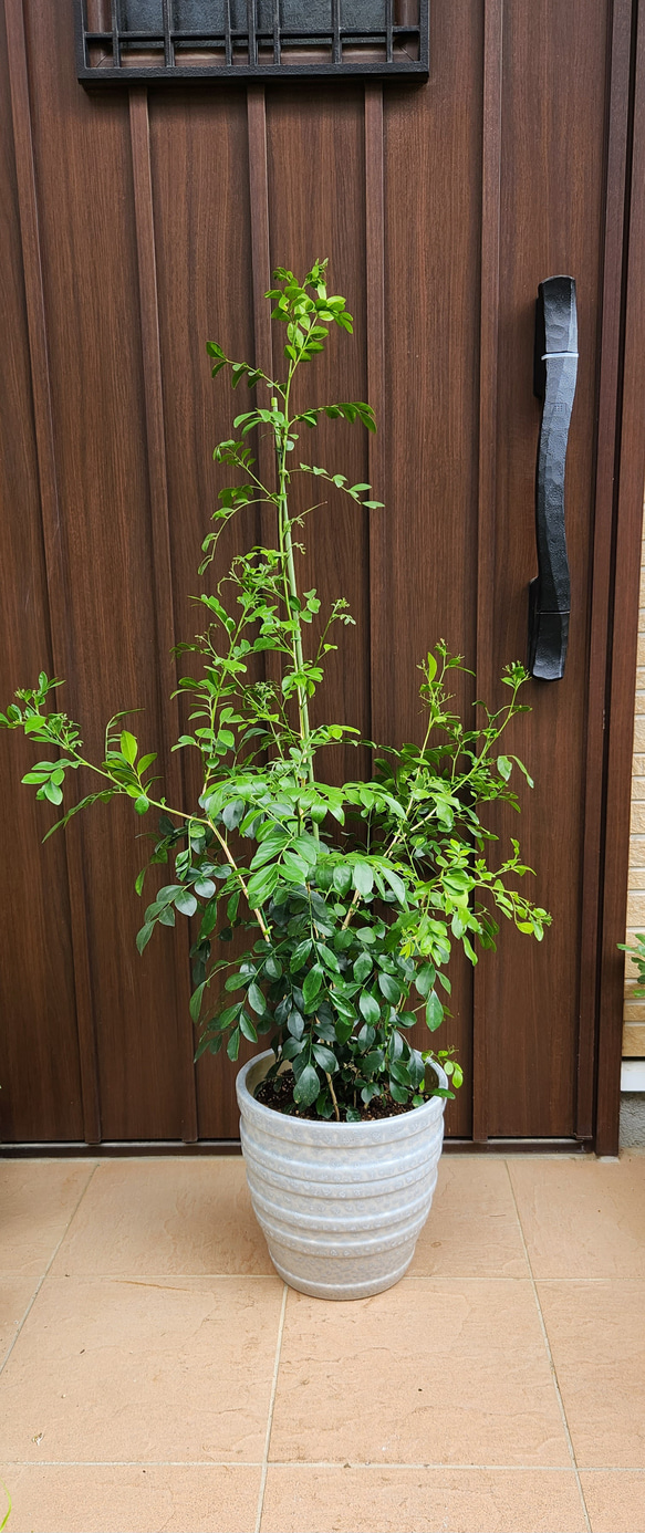 シルクジャスミン　ゲッキツ　テラコッタ鉢植え　苗　シンボルツリー 2枚目の画像