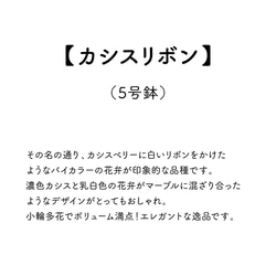 2020年ごろ～の新しめの品種！金賞農家直送★生花鉢植え「カシスリボン」大ぶり母の日カーネーション★5号鉢 6枚目の画像