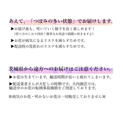 2020年ごろ～の新しめの品種！金賞農家直送★生花鉢植え「カシスリボン」大ぶり母の日カーネーション★5号鉢 10枚目の画像