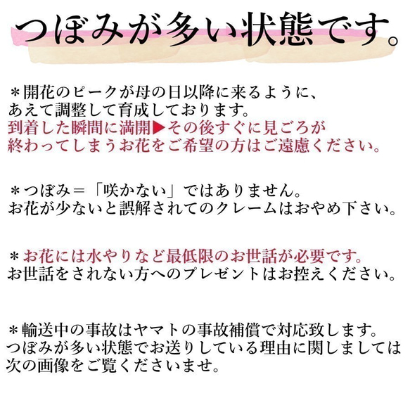 2020年ごろ～の新しめの品種！金賞農家直送★生花鉢植え「カシスリボン」大ぶり母の日カーネーション★5号鉢 9枚目の画像