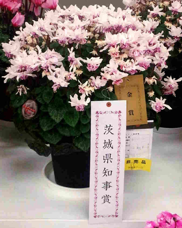 2020年ごろ～の新しめの品種！金賞農家直送★生花鉢植え「カシスリボン」大ぶり母の日カーネーション★5号鉢 12枚目の画像