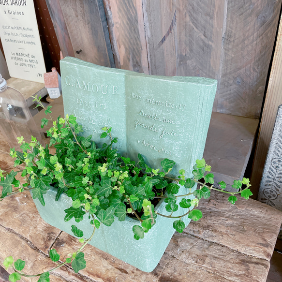 現品ラスト！新芽もりもり♡【ダックフットアイビー】可愛い葉っぱの観葉植物！オシャレなブック型陶器鉢グリーン系 2枚目の画像