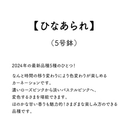 2024年の最新品種！★金賞農家直送★生花鉢植え「ひなあられ」大ぶり母の日カーネーション★5号鉢 3枚目の画像