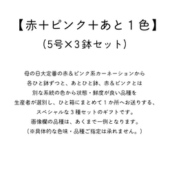 超超お得！な3種セット【赤＋ピンク＋あと1色】生花鉢植え★金賞農家直送・大ぶり母の日カーネーション★5号鉢 7枚目の画像