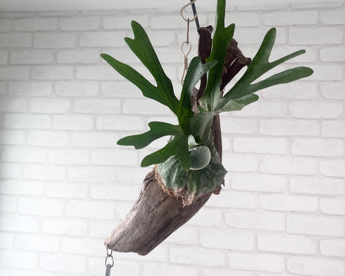 コウモリラン　ビカクシダ　流木ハンギング　グランデ ビカクシダ コウモリラン グランデ 流木付け 観葉植物