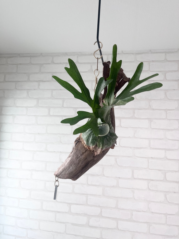 ビカクシダ コウモリラン グランデ 流木付け 観葉植物