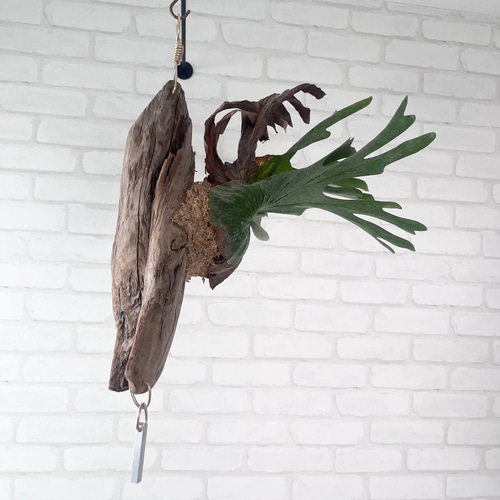 ビカクシダ コウモリラン グランデ 流木付け 観葉植物