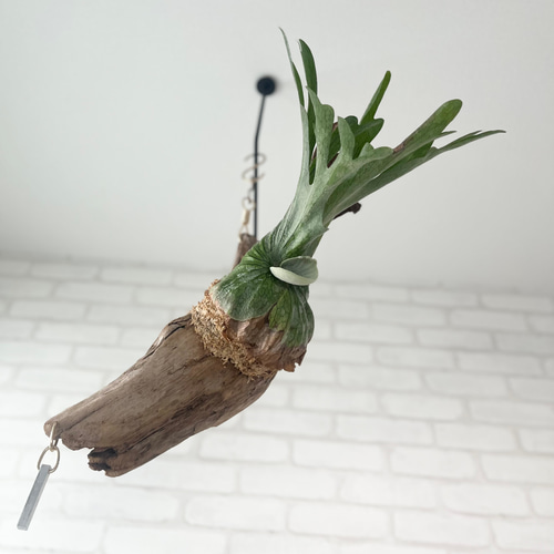 コウモリラン　ビカクシダ　流木ハンギング　グランデ コウモリラン ビカクシダ 流木ハンギング グランデ ビカクシダ