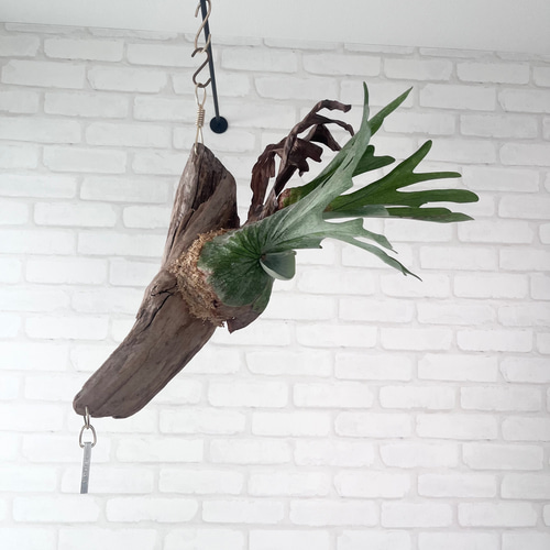 コウモリラン　ビカクシダ　流木ハンギング　グランデ ウィリンキー/コウモリラン/ビカクシダ/流木板付/インテリア