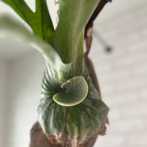 ビカクシダ コウモリラン グランデ 流木付け 観葉植物