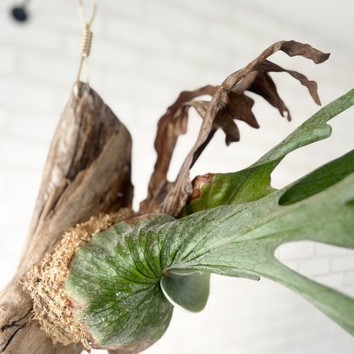 コウモリラン　ビカクシダ　流木ハンギング　グランデ ウィリンキー/コウモリラン/ビカクシダ/流木板付/インテリア