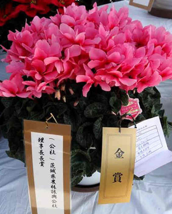 超お得な2種セット【花で逆転！】生花鉢植え★金賞農家直送・大ぶり母の日カーネーション★5号鉢 8枚目の画像