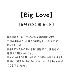 超お得な2種セット【Big Love】生花鉢植え★金賞農家直送・大ぶり母の日カーネーション★5号鉢 2枚目の画像