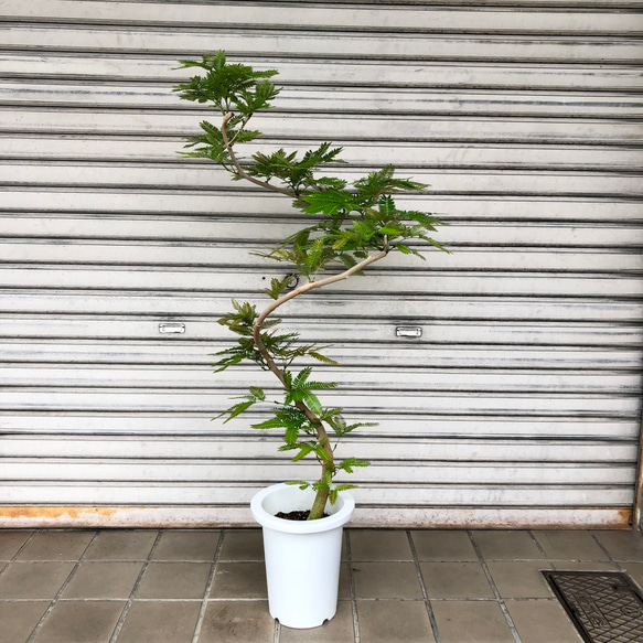 花芽付・エバーフレッシュ　曲がり自然樹形 エバーフレッシュ 曲がり仕立て 大型 155㎝ 8号鉢 整った樹形 綺麗な