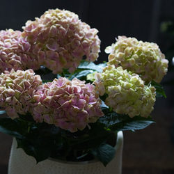 母の日/紫陽花鉢物/かわいいピンクからアンティーク色に変化/ベラペスケ 4枚目の画像