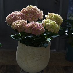 母の日/紫陽花鉢物/かわいいピンクからアンティーク色に変化/ベラペスケ 1枚目の画像