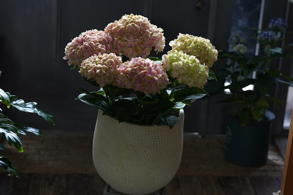 母の日/紫陽花鉢物/かわいいピンクからアンティーク色に変化/ベラペスケ 1枚目の画像