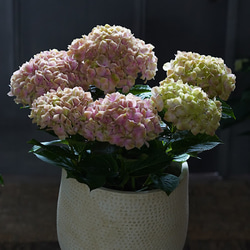 母の日/紫陽花鉢物/かわいいピンクからアンティーク色に変化/ベラペスケ 3枚目の画像