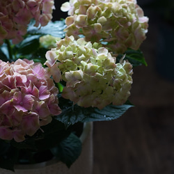 母の日/紫陽花鉢物/かわいいピンクからアンティーク色に変化/ベラペスケ 2枚目の画像