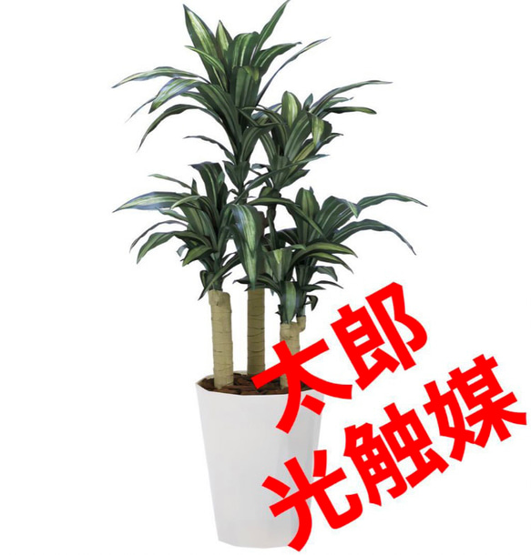 光触媒　人工観葉植物　ウォールグリーン　フェイクグリーン　幸福の木1.3 3枚目の画像