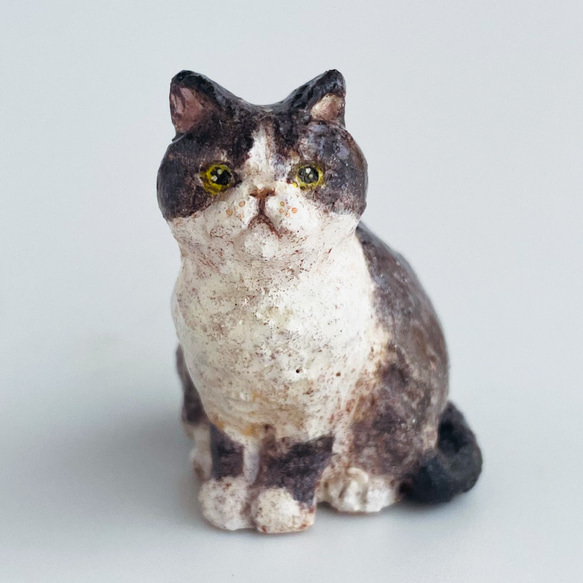 ハチワレ猫　（hachiware cat） 1枚目の画像