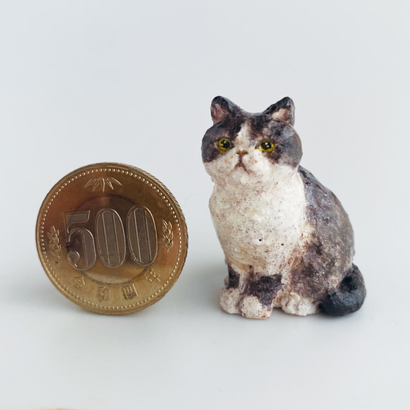 ハチワレ猫　（hachiware cat） 5枚目の画像