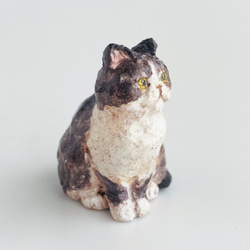ハチワレ猫　（hachiware cat） 2枚目の画像