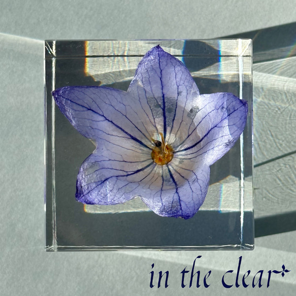 植物標本　桔梗　青　レジン　５センチ角柱　低 3枚目の画像