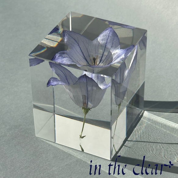 植物標本　桔梗　青　レジン　５センチ角柱　低 1枚目の画像