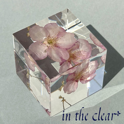植物標本　桜　ピンク　二輪　４センチキューブ 6枚目の画像