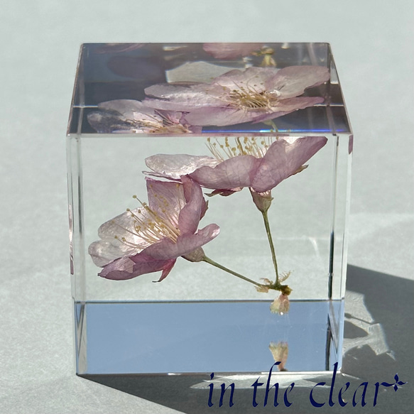 植物標本　桜　ピンク　二輪　４センチキューブ 7枚目の画像