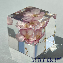 植物標本　桜　ピンク　二輪　４センチキューブ 1枚目の画像