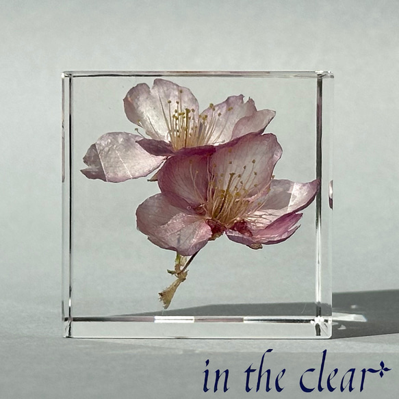 植物標本　桜　ピンク　二輪　４センチキューブ 2枚目の画像