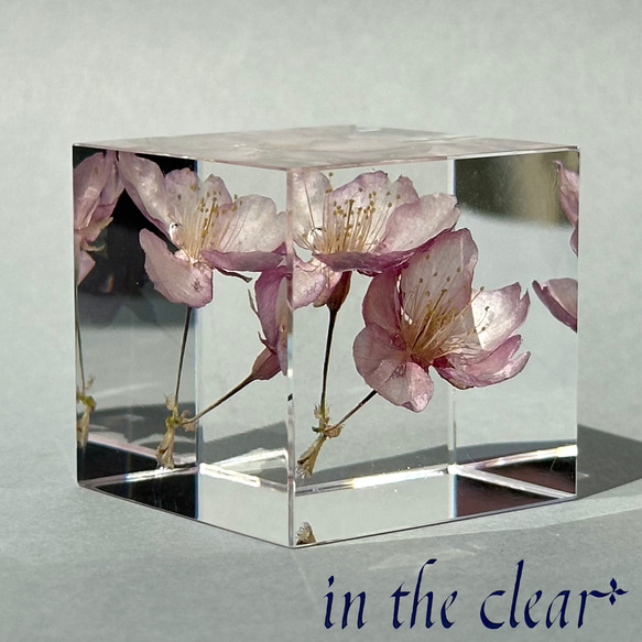 植物標本　桜　ピンク　二輪　４センチキューブ 3枚目の画像