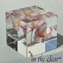植物標本　桜　ピンク　二輪　４センチキューブ 5枚目の画像