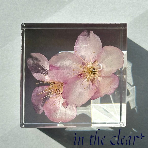 植物標本　桜　ピンク　二輪　４センチキューブ 4枚目の画像
