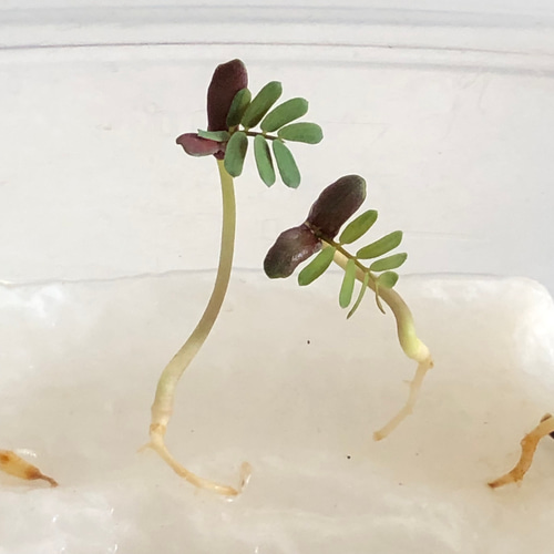 限定】ミモザ 銀葉アカシア 種子 100粒 多肉植物 ちいさなうさぎ 通販