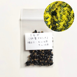【限定】ミモザ 銀葉アカシア 種子 100粒 1枚目の画像