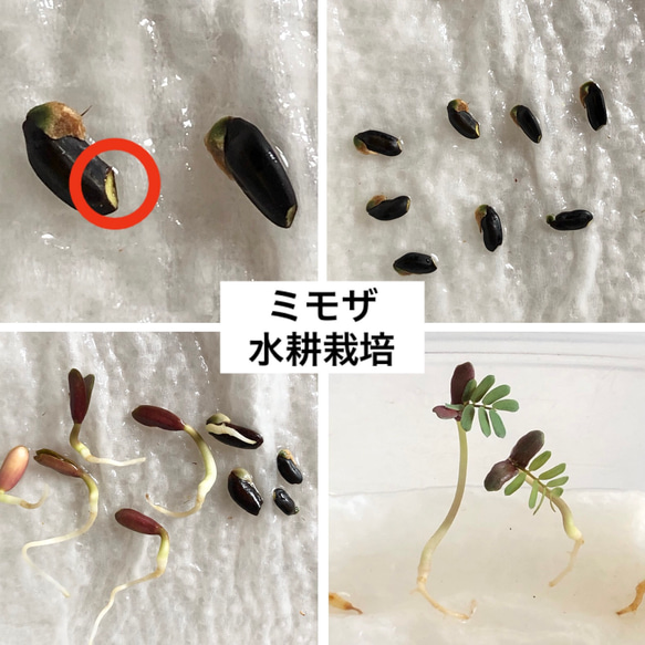 【限定】ミモザ 銀葉アカシア 種子 100粒 7枚目の画像
